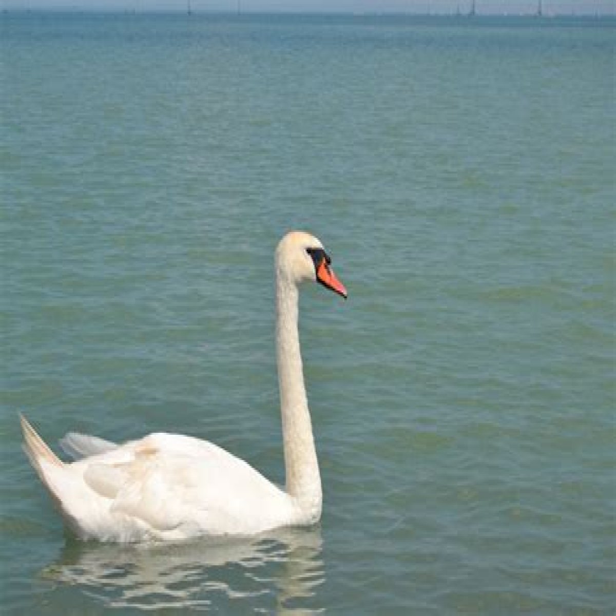 Graceful swimming bird