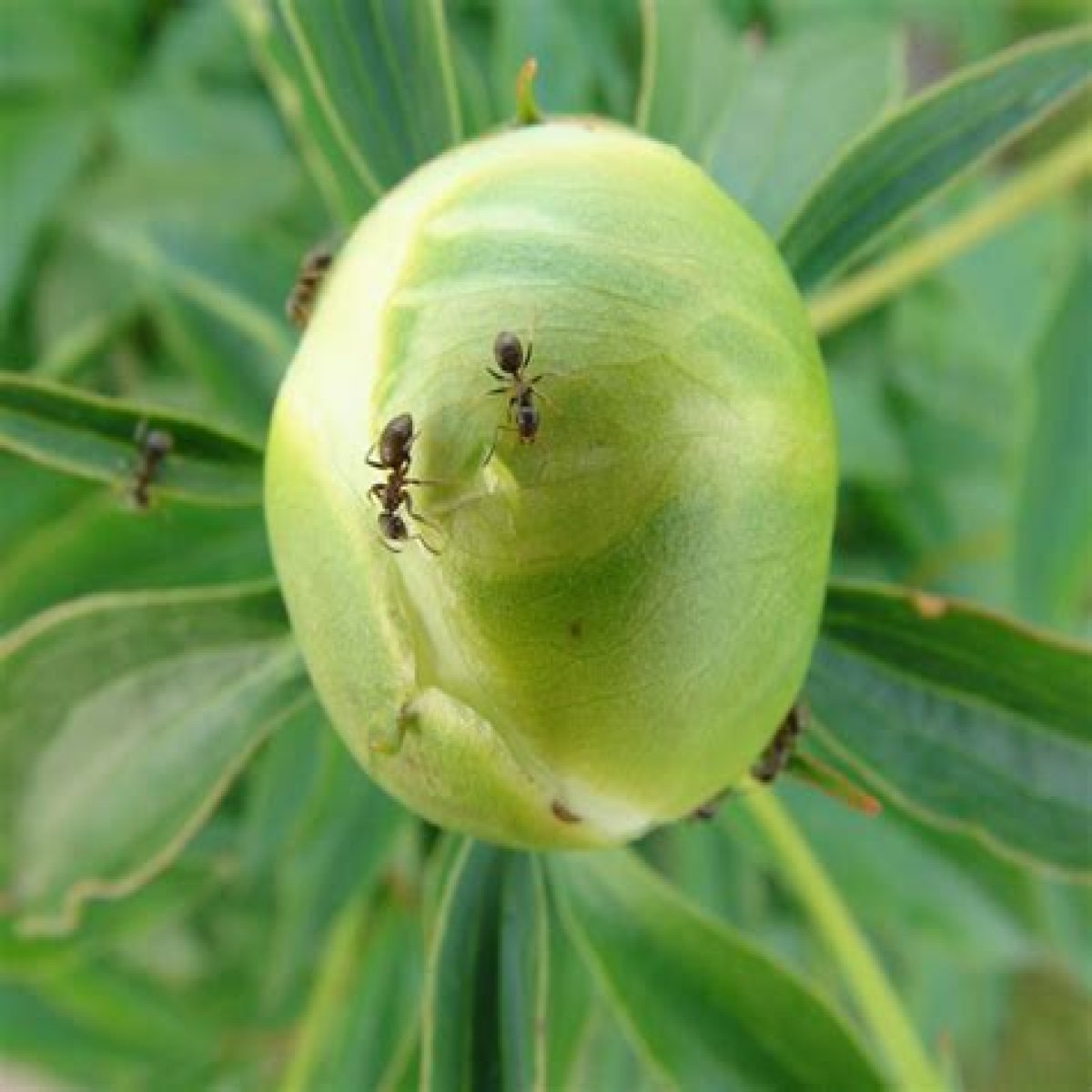 Insect attracted to the nectar on peony buds